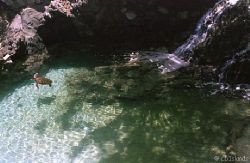 Sea Turtle Pool, Coral World Marine Park, St. Thomas, U.S... by Pauline Jacobson 